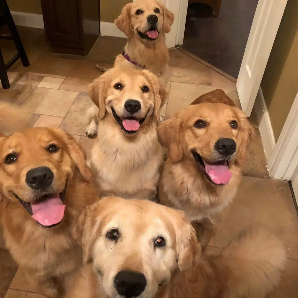 five Golden Retriever sitting on the floor while looking up and smiling