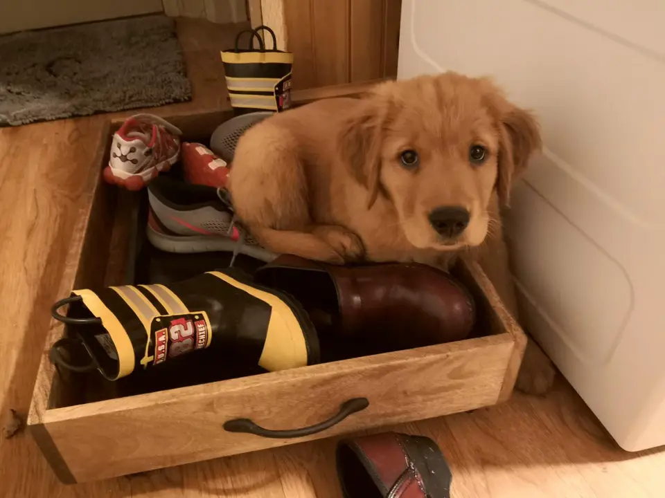A Golden Retriever puppy lying inside a drawer with shoes on the floor