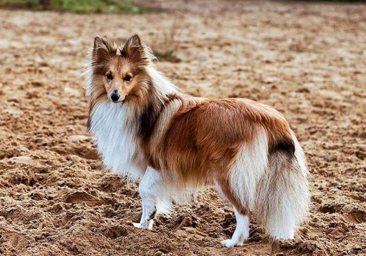 150 Best Herding Dog Names | The Paws