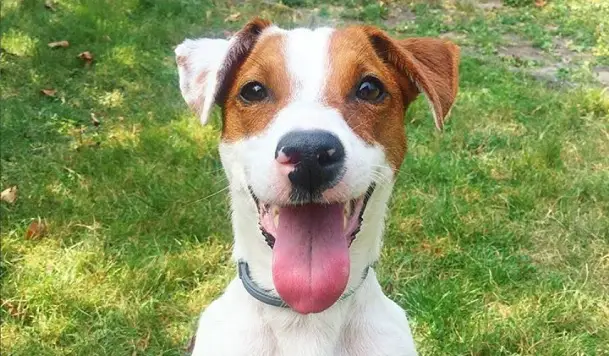 A happy Jack Russell Terrier in the yard smiling with its tongue out