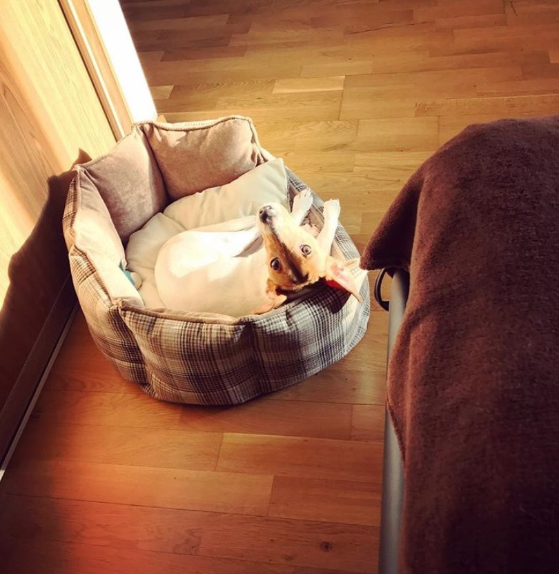 A Jack Russell Terrier lying on its bed