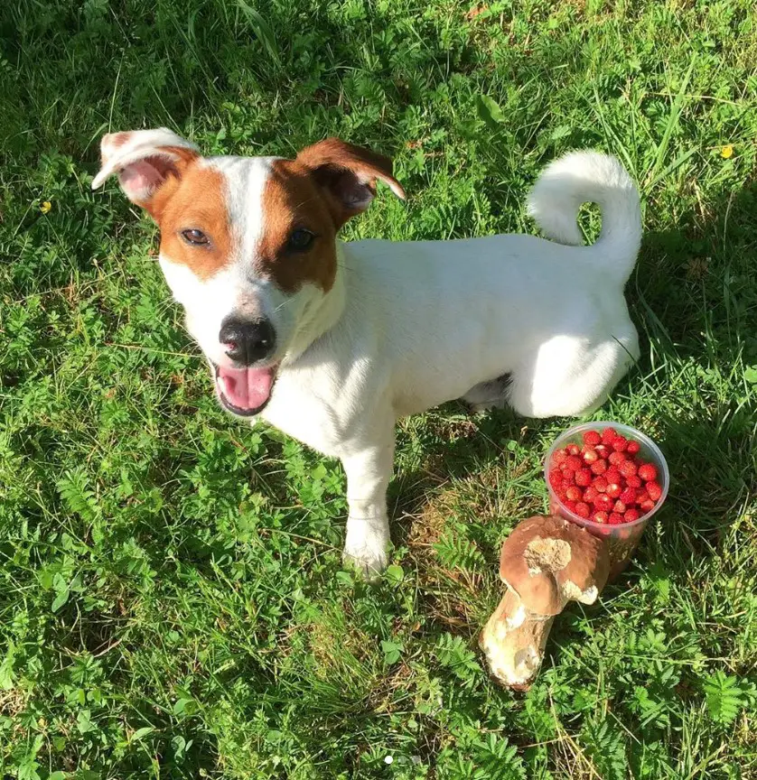 A happy Jack Russell Terrier sitting on the grass next to a container filled with strawberry and mushroom