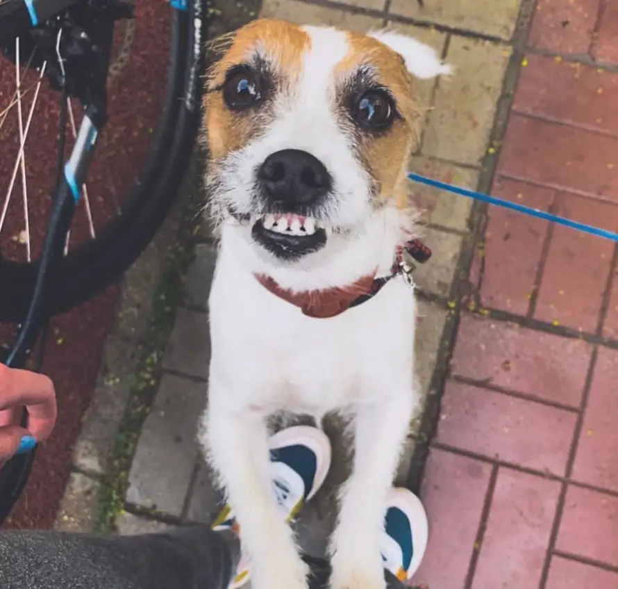 a happy Jack Russell Terrier standing up leaning towards the leg of a person standing in front of him