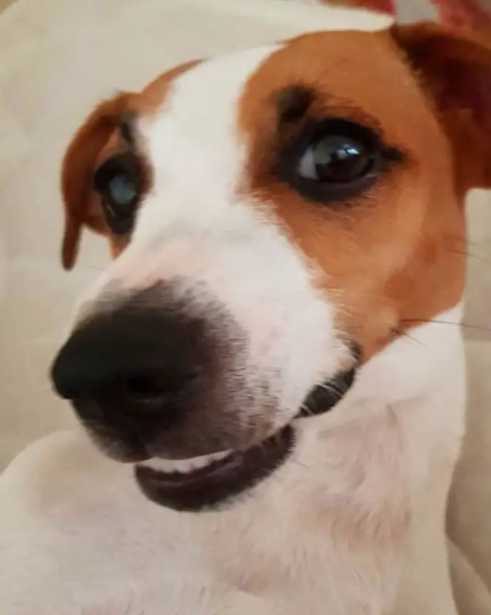 A Jack Russell Terrier sitting on the couch while smiling