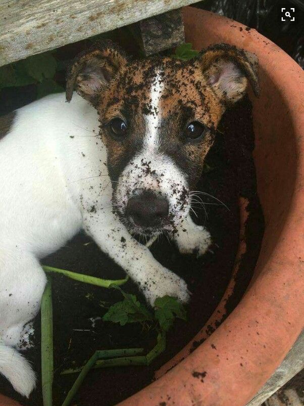 A Jack Russell Terrier puppy in a pot with soil and with dirt in its face
