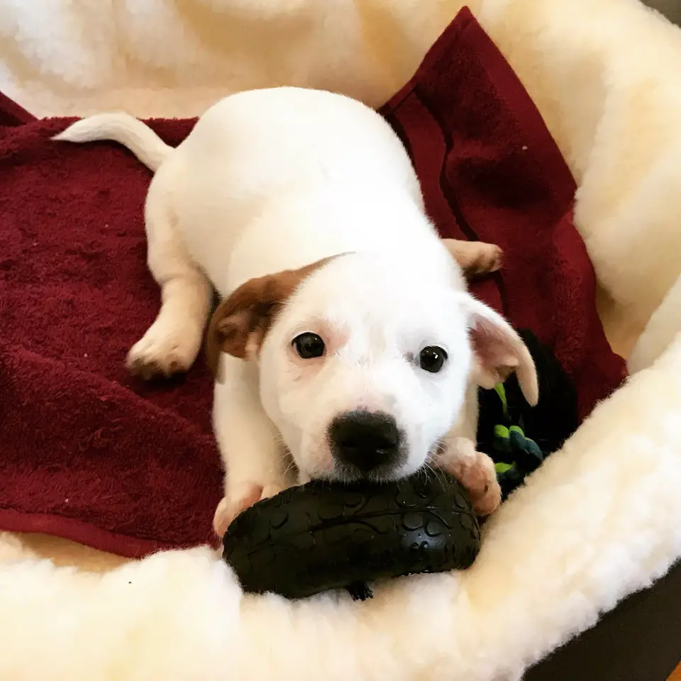 A Jack Russell Terrier puppy lying on its bed