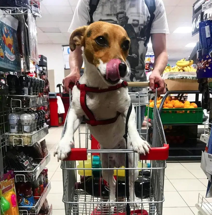 A Jack Russell Terrier inside the push cart in the grocery store