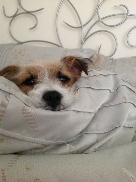 A Jack Russell Terrier lying on the bed with its face on the pillow