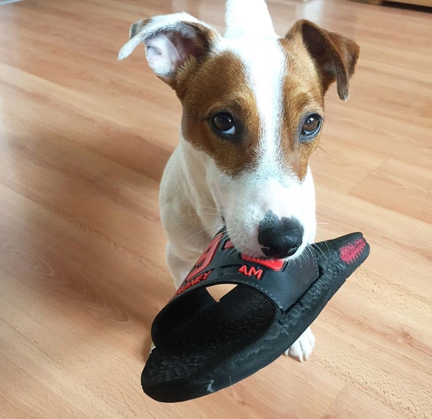 A Jack Russell Terrier with a slipper in its mouth while standing on the floor