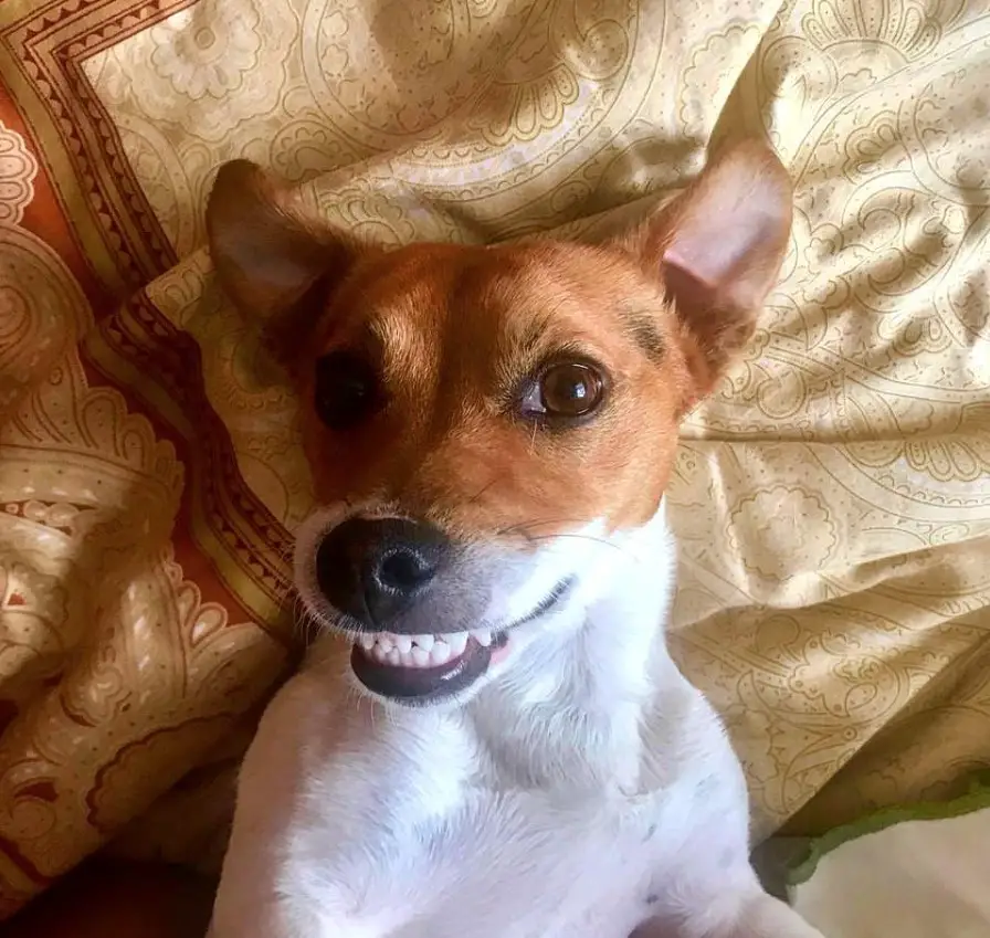 A smiling Jack Russell Terrier lying on the bed