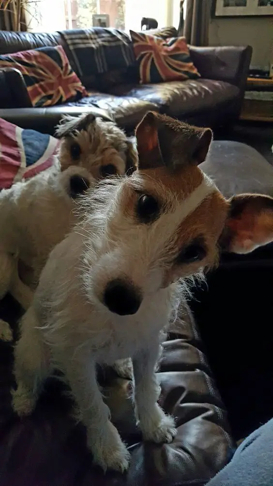 two Jack Russell Terrier sitting on the couch while tilting its head