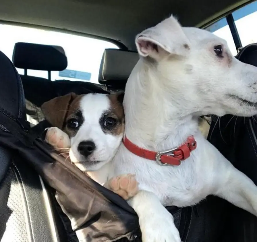 an adult and puppy Jack Russell Terrier in the backseat while leaning towards the front seat