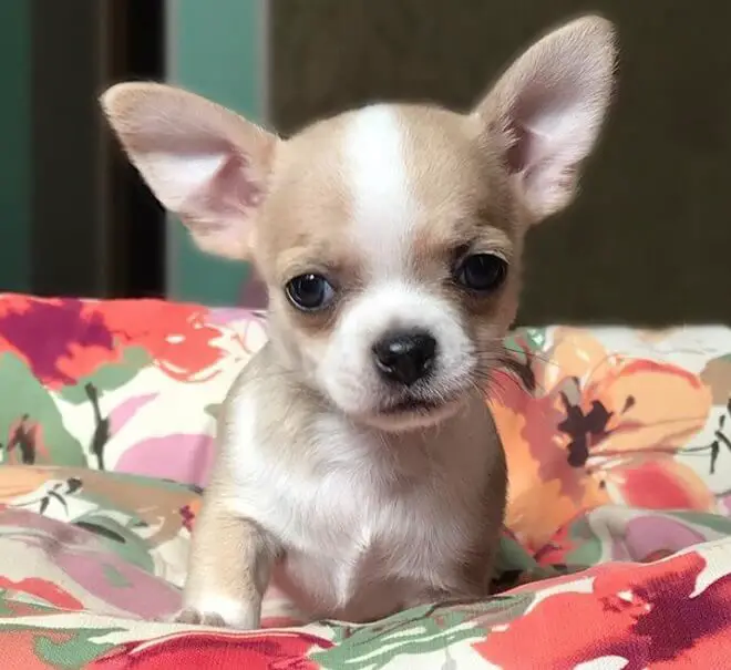 The 315 Best Chihuahua Names for Male and Female Dogs