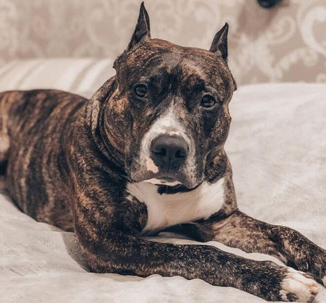 Pitbull Names: 290 Most Popular Male and Female Names for Pit Bull Puppies - The Paws Pitbull Names: 290 Most Popular Male and Female Names for Pit Bull Puppies - The Paws
