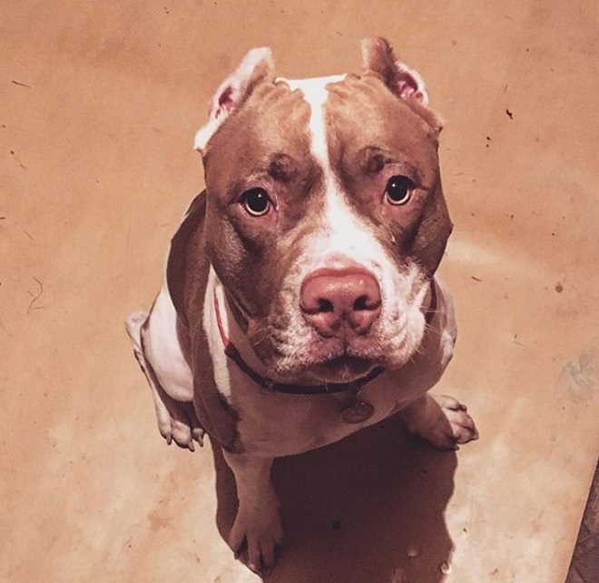 Pitbull Names: 290 Most Popular Male and Female Names for Pit Bull Puppies - The Paws Pitbull Names: 290 Most Popular Male and Female Names for Pit Bull Puppies - The Paws