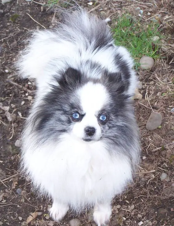 A Pomeranian standing on the ground while looking up