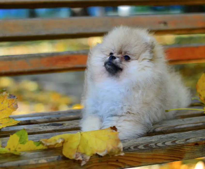 A Pomeranian lying on top of the bench with dried maple leaves at the park