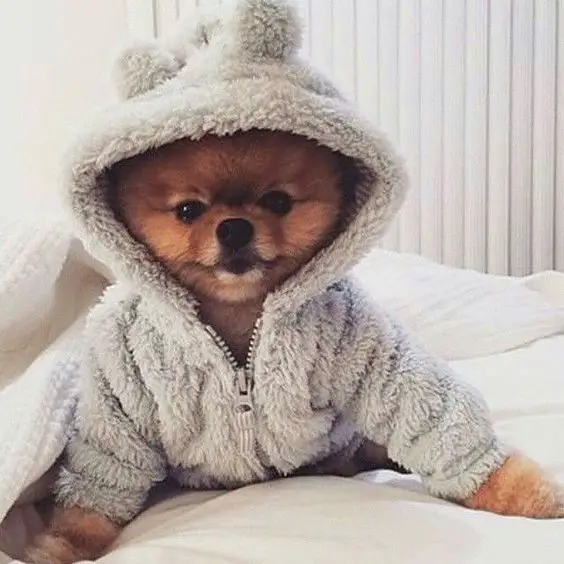 A Pomeranian wearing a gray jacking with a hoodie while lying on the bed