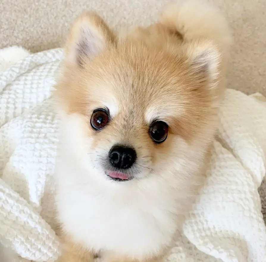 A Pomeranian sitting on its bed on the floor
