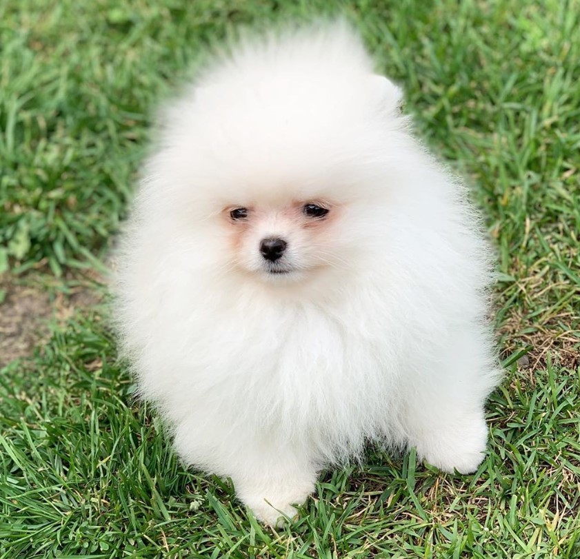 A white Pomeranian walking in the yard