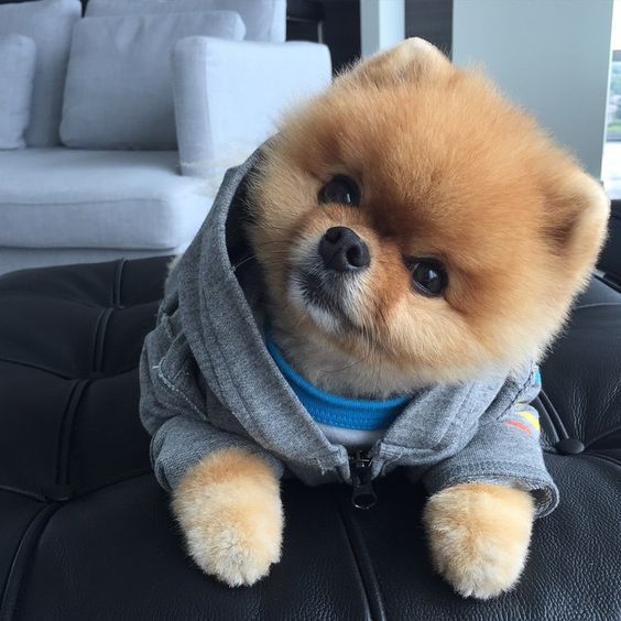 A Pomeranian wearing a jacket while lying on the chair and staring while tilting its head