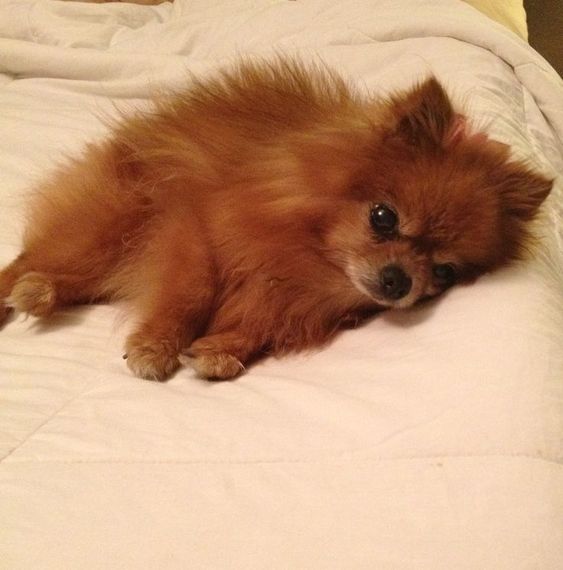 A Pomeranian sleeping on the bed