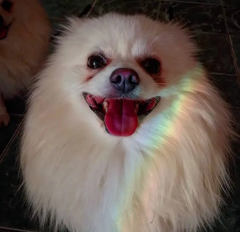 A white Pomeranian sitting on the floor while smiling with a ray of rainbow on the side of its face