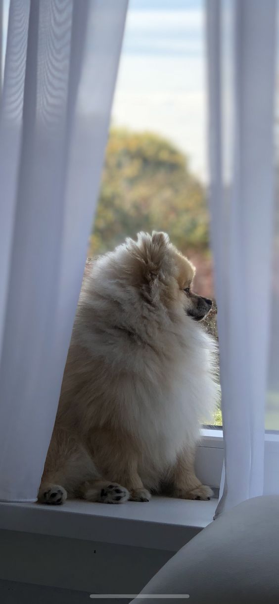 A Pomeranian sitting by the window sill and looking outside