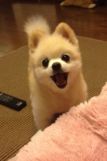 A happy Pomeranian standing on the carpet