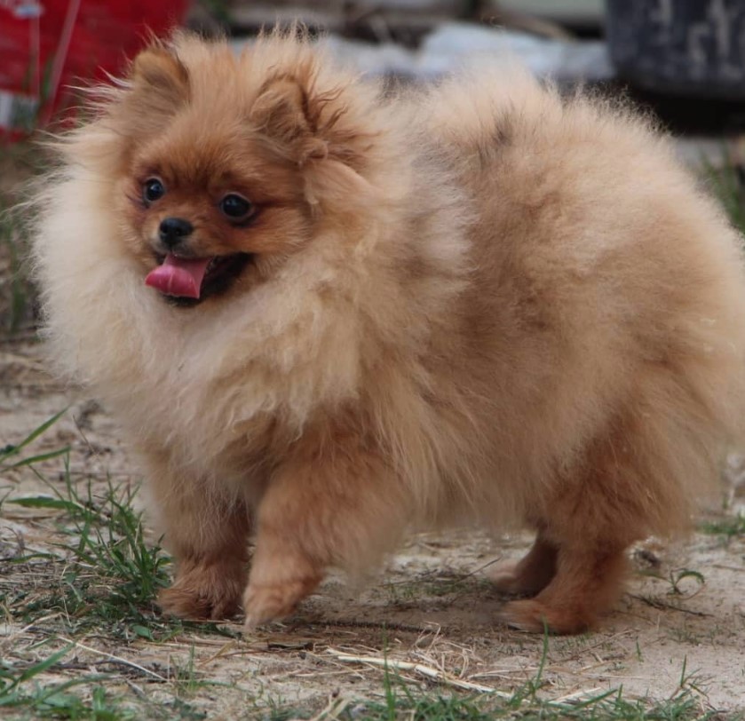 A Pomeranian standing on the ground while sticking its tongue out