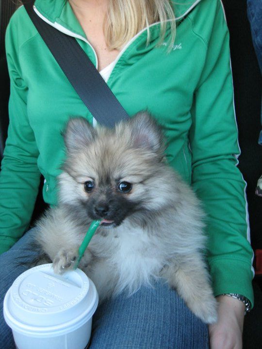A woman sitting in the passenger seat with a Pomeranian puppy sitting on her lap and sipping a a drink from the straw