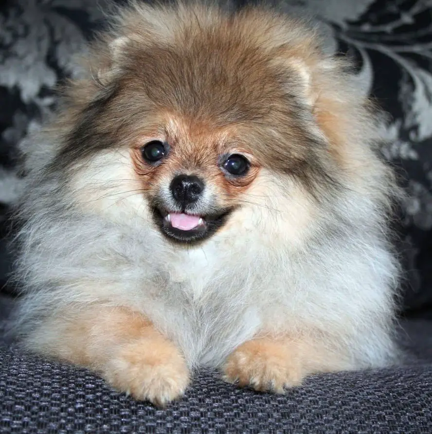 A Pomeranian lying on the couch while smiling