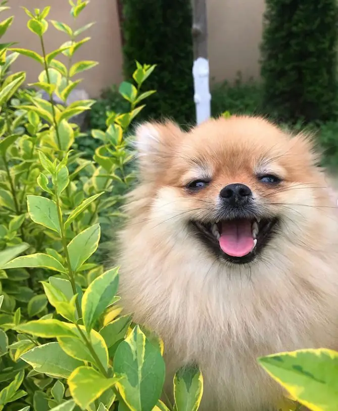 A Pomeranian in the garden smiling next to the plants