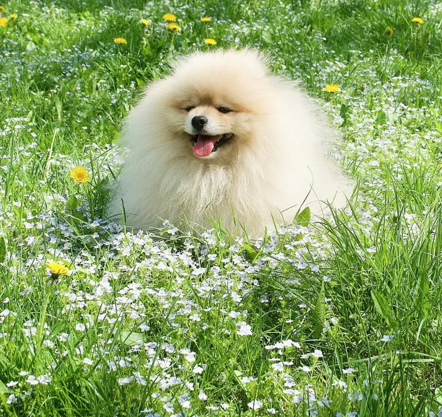 A Pomeranian standing in the filed with wildflowers
