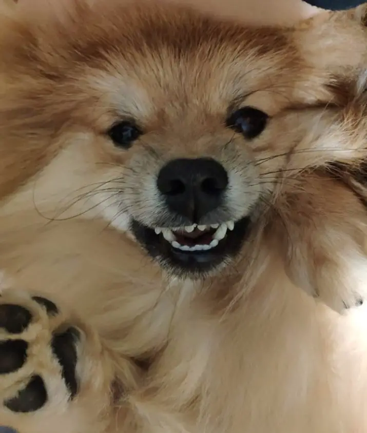 A smiling Pomeranian