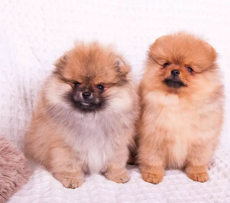 two Pomeranian puppy sitting on the couch