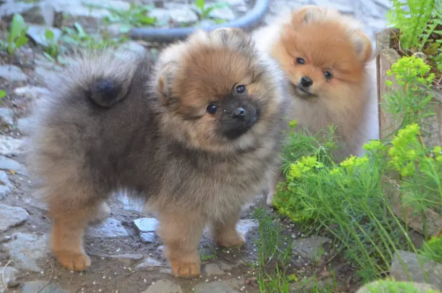 two Pomeranian puppies in the garden