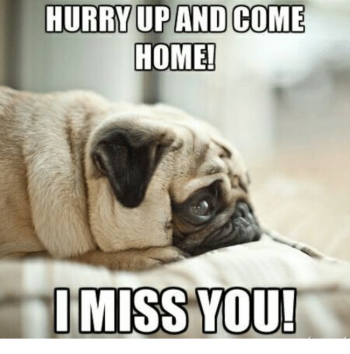 photo of a sad Pug with text - Hurry up and come home! I miss you!