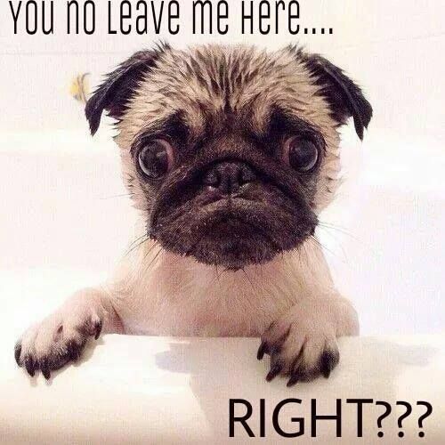 A Pug puppy in the bathtub with its scared face photo and with text - You no leave me here... right???