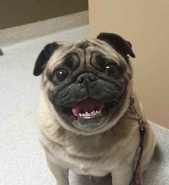 A Pug sitting on the floor while smiling