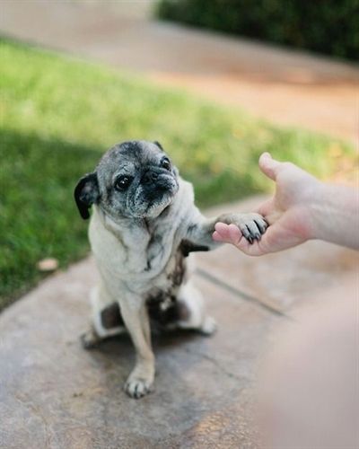 A Pug sitting in the pathway while giving a paw