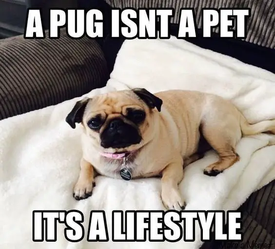 A Pug lying on the couch photo with text - A pug isn't a pet. it's a lifestyle