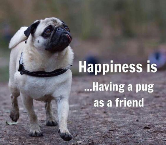 A Pug walking at the park photo with text - Happiness is having a pug as a friend