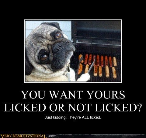 photo of a Pug cooking hotdogs with caption - You want yours licked or not licked? Just kidding. They're all licked.