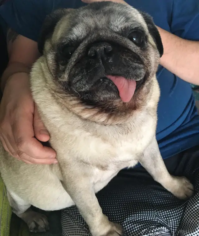 A Pug on the lap of a woman sitting on the chair