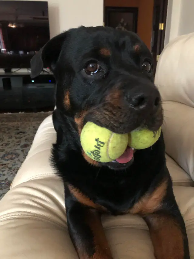 A Rottweiler lying on the couch with two tennis balls in its mouth