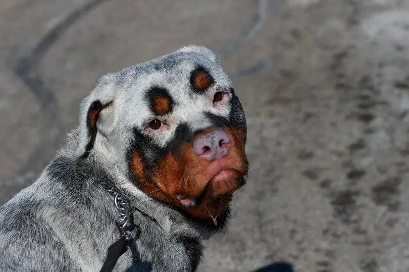 A Rottweiler with unique coat color while standing on the pavement under the sun