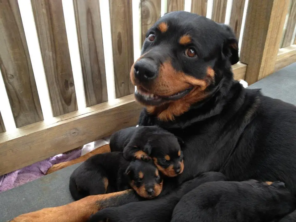 A Rottweiler with her puppies lying on the floor