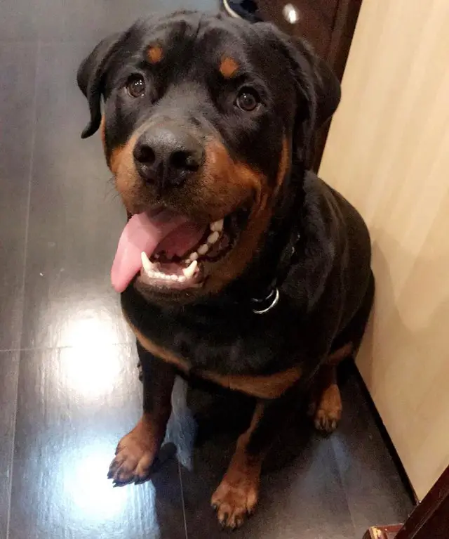 A Rottweiler sitting on the floor while smiling with its tongue sticking out on the side of its mouth