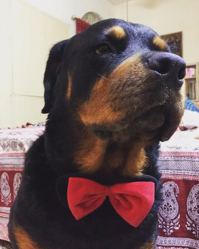 A Rottweiler wearing bow tie while sitting on the floor